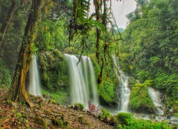 Scenic view of waterfall in forest