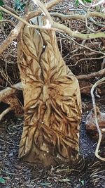 High angle view of tree trunk in forest