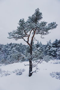 Bare tree on snow covered landscape against sky