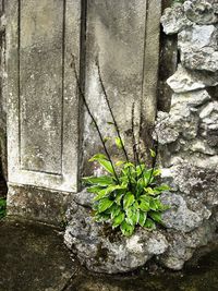 Close-up of plants