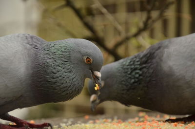 Close-up of pigeon eating