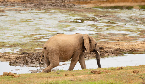 Elephant calf in the wild and savannah landscape of south africa