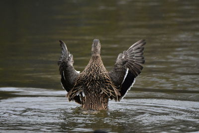Duck drinking water