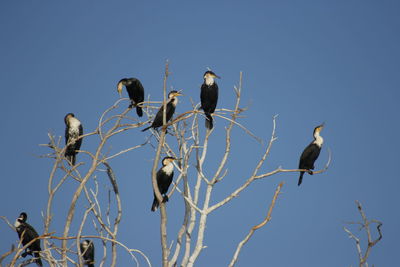 Low angle view of birds against clear blue sky