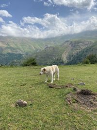 Sheep in a farm