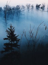 Bare trees in foggy weather