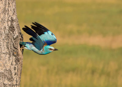 European roller on tree over field