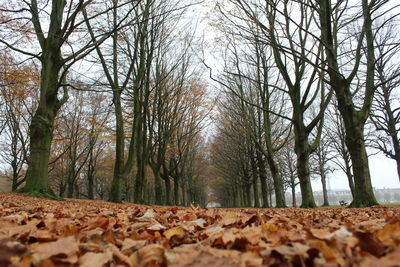 Trees in forest during autumn