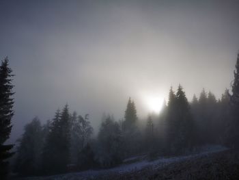 Trees in forest against sky