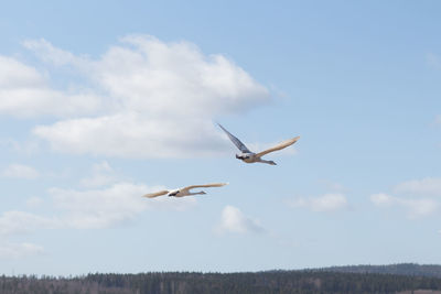 Low angle view of swans flying in sky