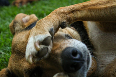Close-up of dogs on field