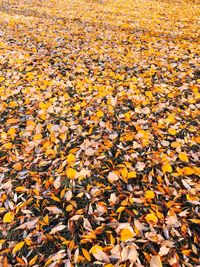 High angle view of maple leaves on road