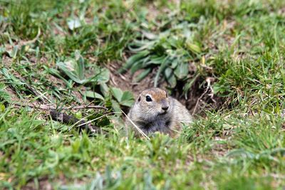 Portrait of gopher on land 