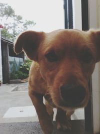Close-up portrait of dog