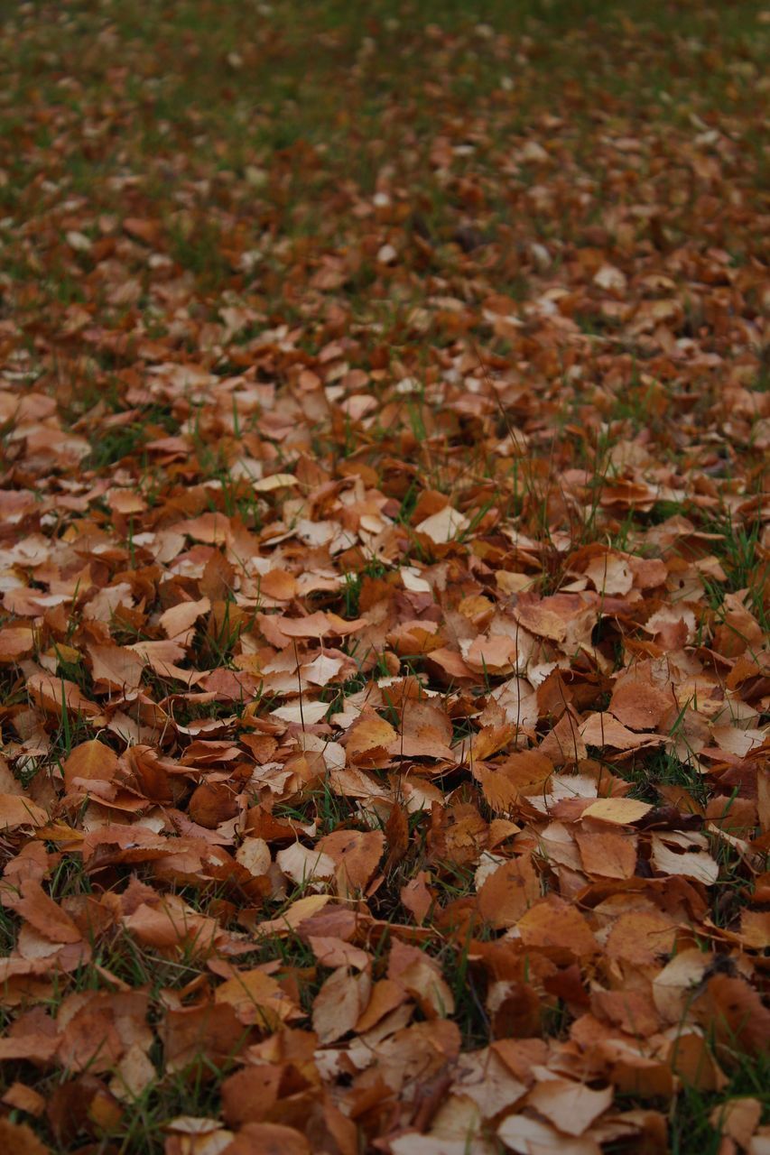 FALLEN MAPLE LEAVES ON FIELD IN FOREST