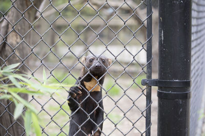 View of chainlink fence in cage at zoo