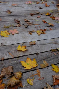 Autumn leaves fallen on leaf