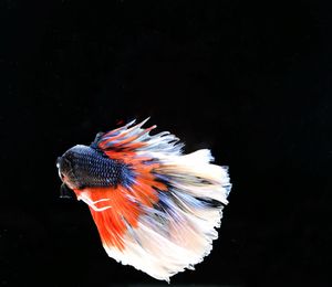 Close-up of fish underwater
