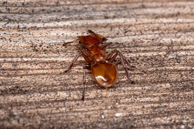 Close-up of insect