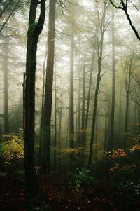 Trees in forest