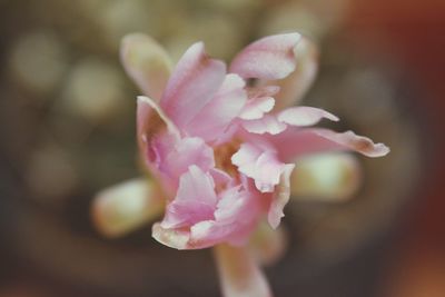 Close-up of pink rose flower
