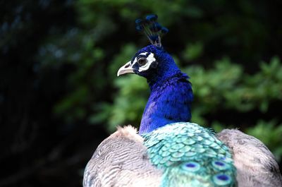 Close-up of peacock