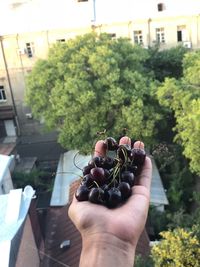 Midsection of person holding ice cream against plants