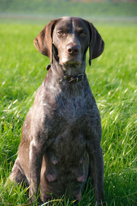 Portrait of dog sitting on field