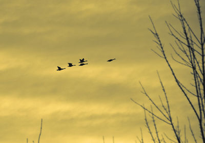 Low angle view of silhouette birds flying against sky