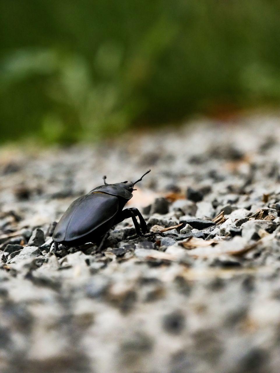 CLOSE-UP OF INSECT