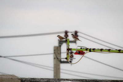 Close-up of clothespins hanging on rope against sky