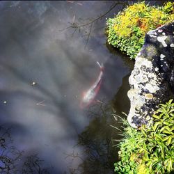 High angle view of turtle in water