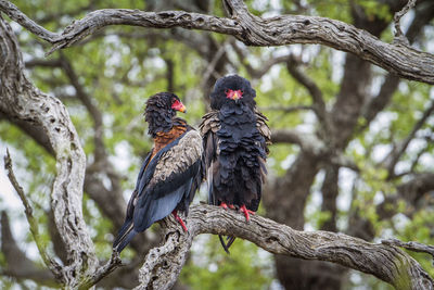 Low angle view of birds perching on tree