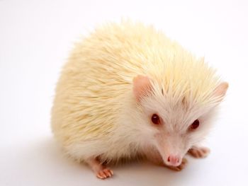 Hedgehog against white background