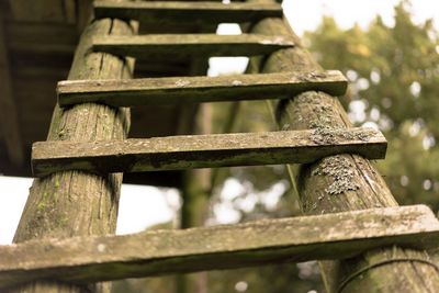 Low angle view of wood against trees