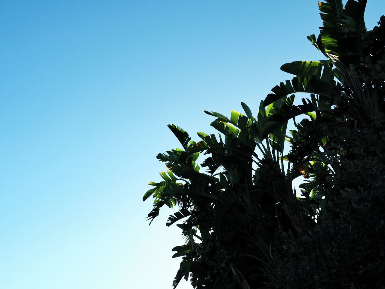 tree, low angle view, clear sky, growth, palm tree, copy space, nature, no people, day, blue, branch, leaf, outdoors, green color, beauty in nature, sky, close-up, freshness