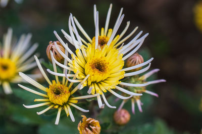 Close-up of yellow flower