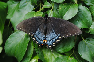 Close-up of butterfly on plant