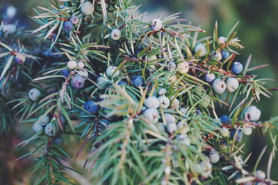 Close-up of berries growing on tree