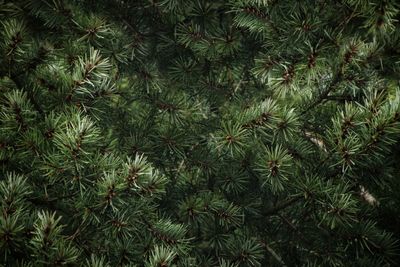 Close-up of pine tree