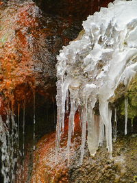 Close-up of frozen trees during winter