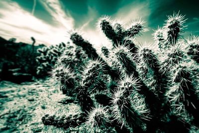 Close-up of plants against sky