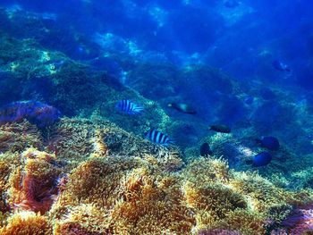 Fish swimming in sea