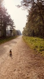 View of dog on road amidst trees