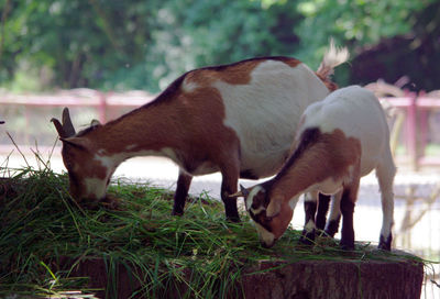 Horses grazing in a field