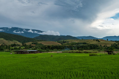 Scenic view of agricultural field against sky