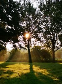 Sunlight streaming through trees on field