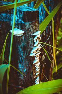 Close-up of bamboo plants