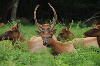 Deer in a field