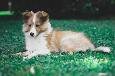 Dog relaxing on field